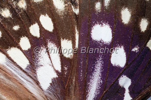 aile sasakia.JPG - Détail des ailes de Sasakia charondaJapanese emperorLepidoptera, NymphalidaeChine
